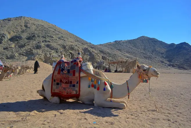 Quad Safari Hurghada – Wüste & Beduinendorf'